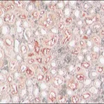 Merck Anti-ACE2 (C-terminal) antibody produced in rabbit
