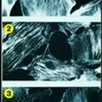 Merck MOUSE MONOCLONAL ANTI-MYOSIN (LIGHT &
