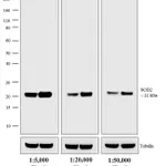 Thermo Fisher Scientific Goat anti-Mouse IgG (H+L) Secondary Antibody, AP