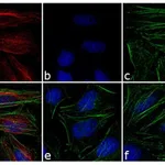 Thermo Fisher Scientific Donkey anti-Rabbit IgG (H+L) Cross-Adsorbed Secondary Antibody, DyLight 550