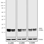 Thermo Fisher Scientific Goat anti-Mouse IgG (H+L) Secondary Antibody, AP