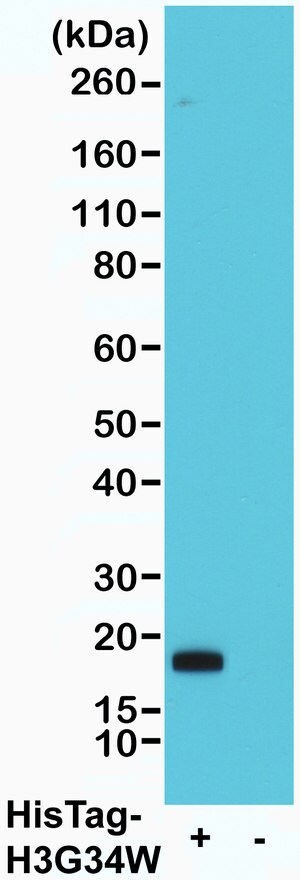 Merck BIOTIN ANTI-HIS-TAG ANTIBODY, RABBIT MON