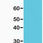 Merck BIOTIN ANTI-HIS-TAG ANTIBODY, RABBIT MON