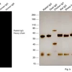 Thermo Fisher Scientific Goat anti-Rabbit IgG (H+L) Highly Cross-Adsorbed Secondary Antibody, Alexa Fluor 633