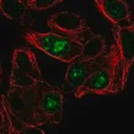 Merck Anti-ANG antibody produced in rabbit