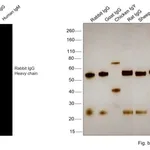 Thermo Fisher Scientific Goat anti-Rabbit IgG (H+L) Highly Cross-Adsorbed Secondary Antibody, Alexa Fluor 660