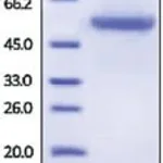 Merck CARBONIC ANHYDRASE 9/CA9,HUMAN