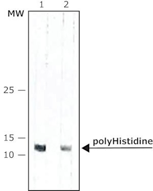 Merck ANTI-POLYHISTIDINE−PEROXIDASE ANTIBODY,&