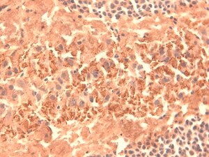 Merck MONOCLONAL ANTI-HCN4