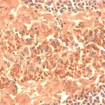 Merck MONOCLONAL ANTI-HCN4