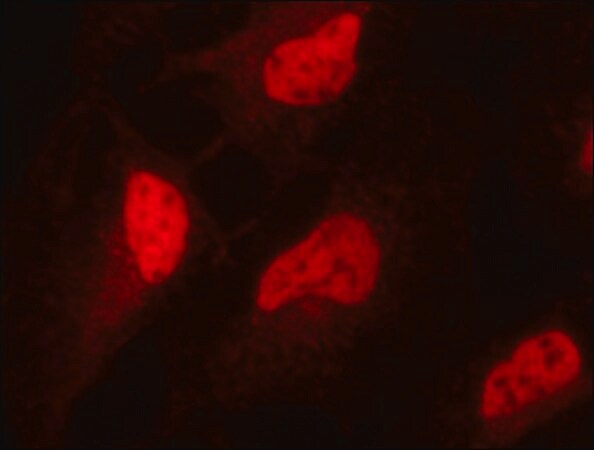 Merck Anti-Sirt1 (C-terminal) antibody produced in rabbit