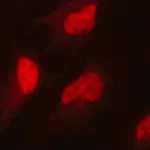 Merck Anti-Sirt1 (C-terminal) antibody produced in rabbit