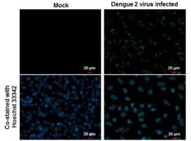Merck MONOCLONAL ANTI-DENGUE VIRUS ENVELOPE P&