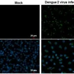 Merck MONOCLONAL ANTI-DENGUE VIRUS ENVELOPE P&