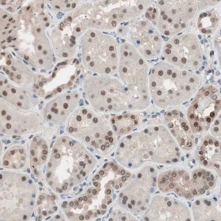 Merck Anti-LONP2 antibody produced in rabbit