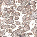Merck Anti-CSF1R antibody produced in rabbit