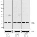 Thermo Fisher Scientific F(ab`)2-Goat anti-Rabbit IgG (H+L) Cross-Adsorbed Secondary Antibody, AP