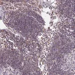 Merck Anti-CSF3R antibody produced in rabbit