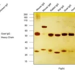 Thermo Fisher Scientific Donkey anti-Goat IgG (H+L) Highly Cross-Adsorbed Secondary Antibody, Alexa Fluor Plus 680