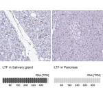 Atlas Antibodies Anti-LTF Antibody