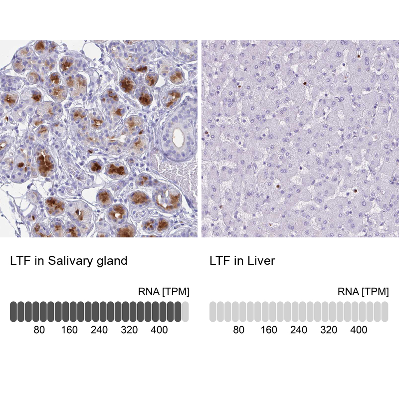 Atlas Antibodies Anti-LTF Antibody