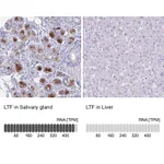 Atlas Antibodies Anti-LTF Antibody
