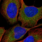 Atlas Antibodies Anti-LTN1 Antibody