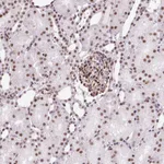 Atlas Antibodies Anti-LUC7L2 Antibody