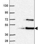 Atlas Antibodies Anti-LUC7L Antibody