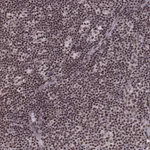 Atlas Antibodies Anti-LUC7L Antibody