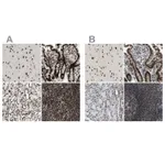 Atlas Antibodies Anti-LUC7L3 Antibody
