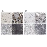 Atlas Antibodies Anti-LUC7L3 Antibody