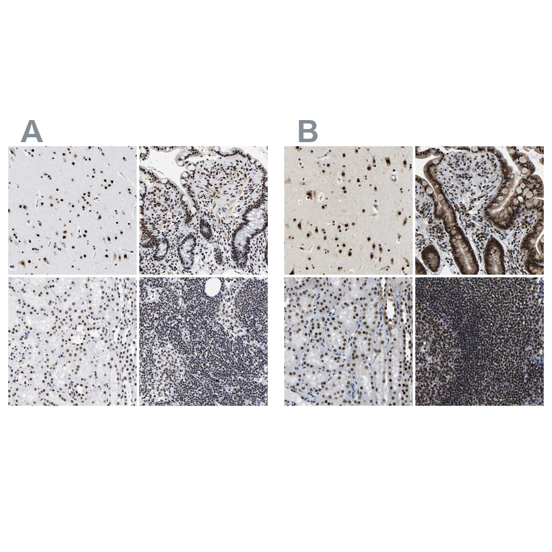 Atlas Antibodies Anti-LUC7L3 Antibody