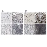 Atlas Antibodies Anti-LUC7L3 Antibody