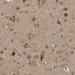 Atlas Antibodies Anti-LUZP1 Antibody