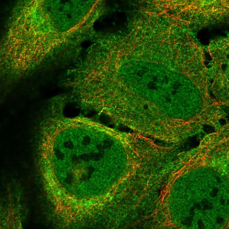 Atlas Antibodies Anti-LUZP2 Antibody