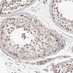 Atlas Antibodies Anti-LUZP1 Antibody