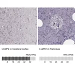 Atlas Antibodies Anti-LUZP2 Antibody