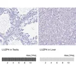 Atlas Antibodies Anti-LUZP4 Antibody