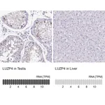 Atlas Antibodies Anti-LUZP4 Antibody