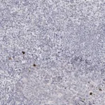 Atlas Antibodies Anti-LY6G5C Antibody