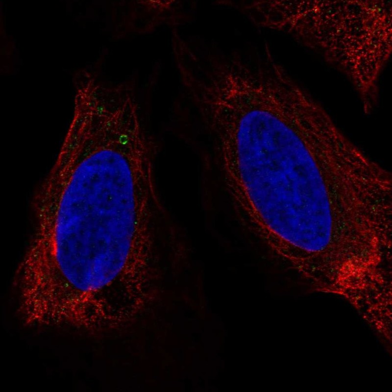 Atlas Antibodies Anti-LUZP6 Antibody