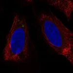 Atlas Antibodies Anti-LUZP6 Antibody