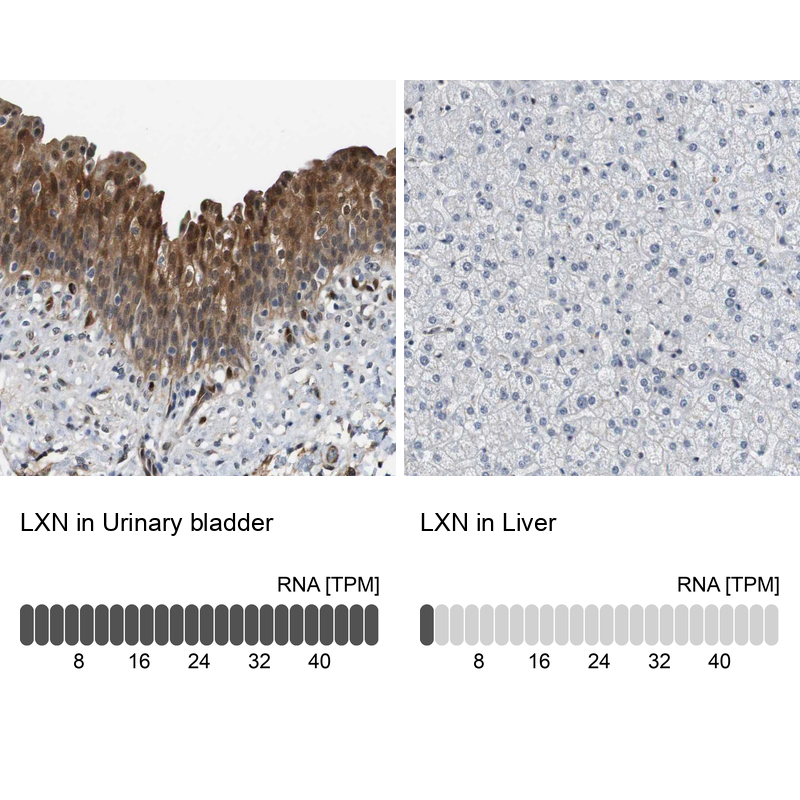 Atlas Antibodies Anti-LXN Antibody