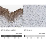 Atlas Antibodies Anti-LXN Antibody