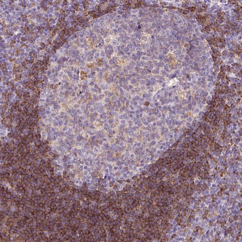 Atlas Antibodies Anti-LY86 Antibody