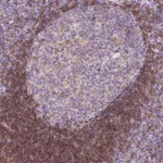 Atlas Antibodies Anti-LY86 Antibody