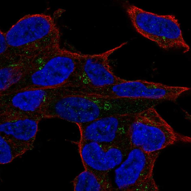 Atlas Antibodies Anti-LYL1 Antibody