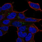 Atlas Antibodies Anti-LYL1 Antibody