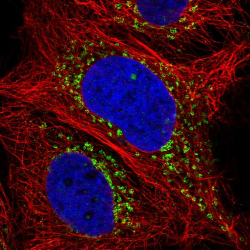 Atlas Antibodies Anti-LY75 Antibody